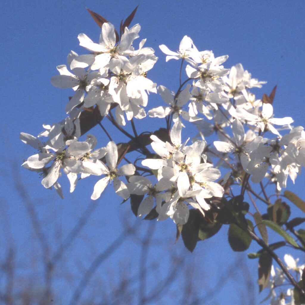 Amelanchier laevis ‘Snowflakes’ Smooth Serviceberry Tree 5038838002588 2